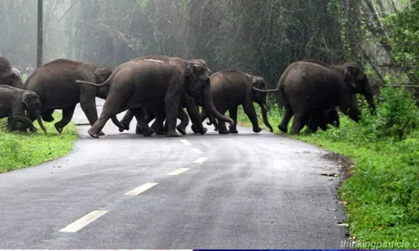 മനുഷ്യ-വന്യജീവി സംഘര്‍ഷം കുറക്കാന്‍ അടിയന്തര നടപടി സ്വീകരിക്കണം- എസ്.ഡി.പി.ഐ
