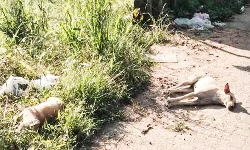 നായ്ക്കുട്ടിയുടെ ജഡത്തിന് സമീപം അമ്മയുടെ കാത്തിരിപ്പ് തുടരുന്നു