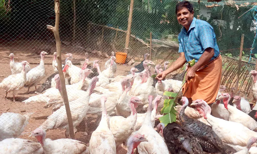 Turkey farming