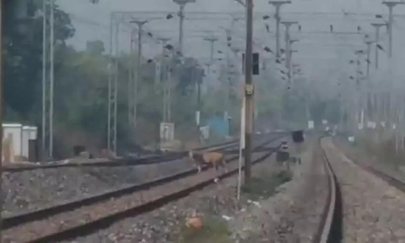 റെയിൽവേ ട്രാക്കിൽ കടുവ; ദൃശ്യങ്ങൾ വൈറൽ -വിഡിയോ