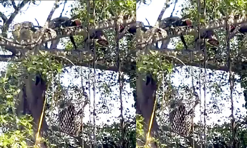 Worker got stuck in the tree