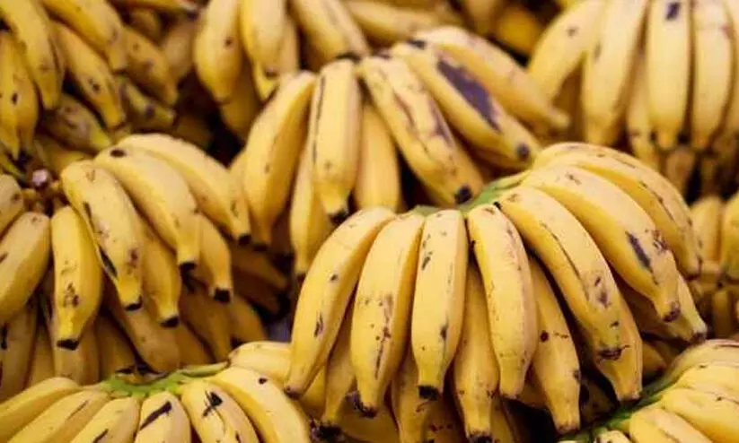 ഹേ... ബനാനേ...! നാളികേരത്തിന് പിന്നാലെ നേന്ത്രക്കായക്കും വില കൂടി; കർഷകർക്ക് ആശ്വാസം