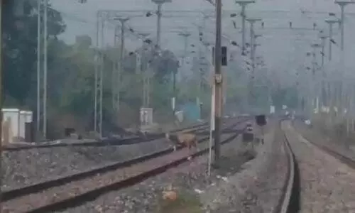 റെയിൽവേ ട്രാക്കിൽ കടുവ; ദൃശ്യങ്ങൾ വൈറൽ -വിഡിയോ