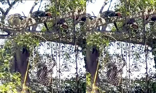 Worker got stuck in the tree