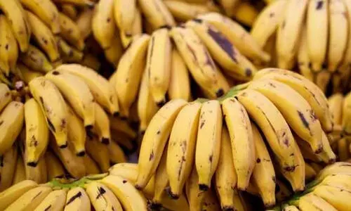 ഹേ... ബനാനേ...! നാളികേരത്തിന് പിന്നാലെ നേന്ത്രക്കായക്കും വില കൂടി; കർഷകർക്ക് ആശ്വാസം