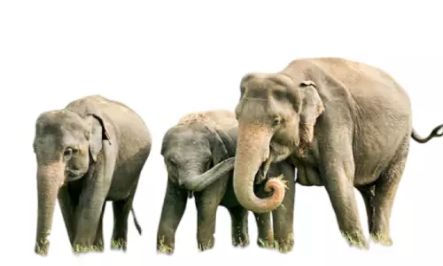 Wild animal attack Wild animal attack