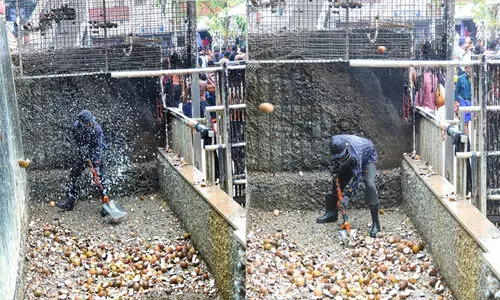 ജാക്കറ്റോ ഉറപ്പുള്ള ഹെൽമറ്റോയില്ല, ഏറു കൊള്ളാതിരുന്നാൽ ഭാഗ്യം; സന്നിധാനത്ത് നാളികേരം നീക്കുന്നത് ഒരു സുരക്ഷാ മാനദണ്ഡങ്ങളുമില്ലാതെ..!