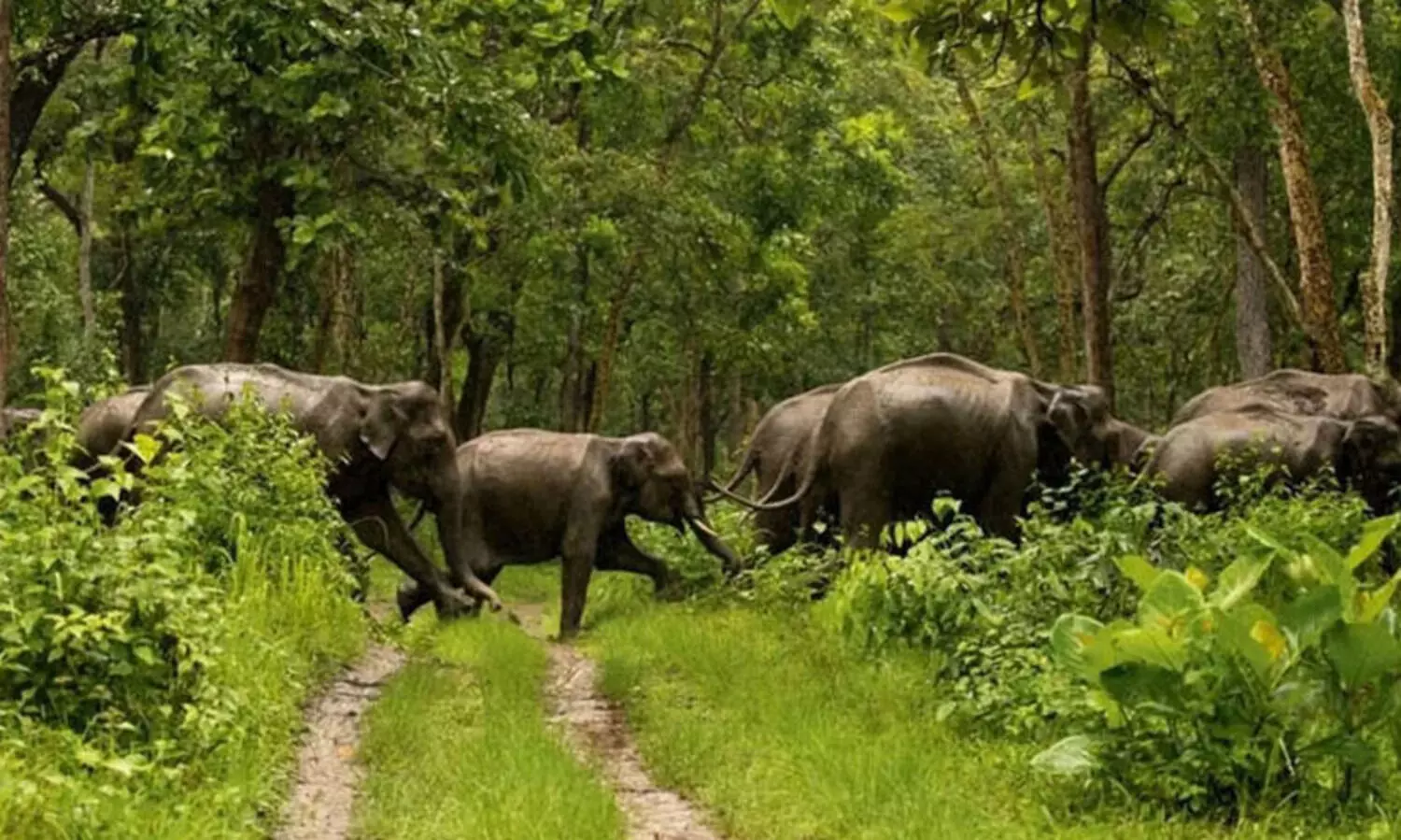 വനം ഭേദഗതി ബിൽ: പൊതുജനങ്ങള്‍ക്ക് അഭിപ്രായങ്ങള്‍ അറിയിക്കാം-എ.കെ. ശശീന്ദ്രന്‍