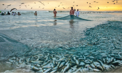 മീനേയ് മത്തി, മത്തി...