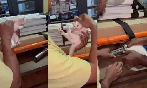 പുട്ടിൻ കുറ്റിയിൽ കുടുങ്ങിയ പൂച്ചക്കുഞ്ഞിനെ രക്ഷപ്പെടുത്തി ഫയർഫോഴ്സ്; അടുക്കള ഉപകരണങ്ങൾ ഇനി പൂച്ചക്കുഞ്ഞുങ്ങൾക്ക് കിട്ടാത്തയിടത്ത് വെക്കണമെന്ന്