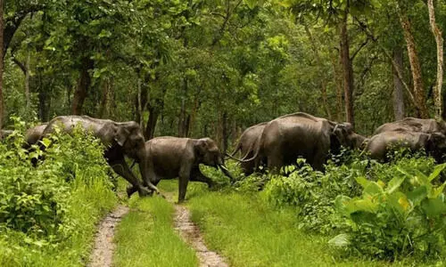 വനം ഭേദഗതി ബിൽ: പൊതുജനങ്ങള്‍ക്ക് അഭിപ്രായങ്ങള്‍ അറിയിക്കാം-എ.കെ. ശശീന്ദ്രന്‍