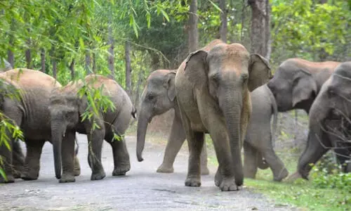 ജനവാസമേഖലയിലെ വന്യജീവി ആക്രമണം: ഉന്നതതലയോഗം വിളിക്കണമെന്ന് മനുഷ്യാവകാശ കമീഷൻ