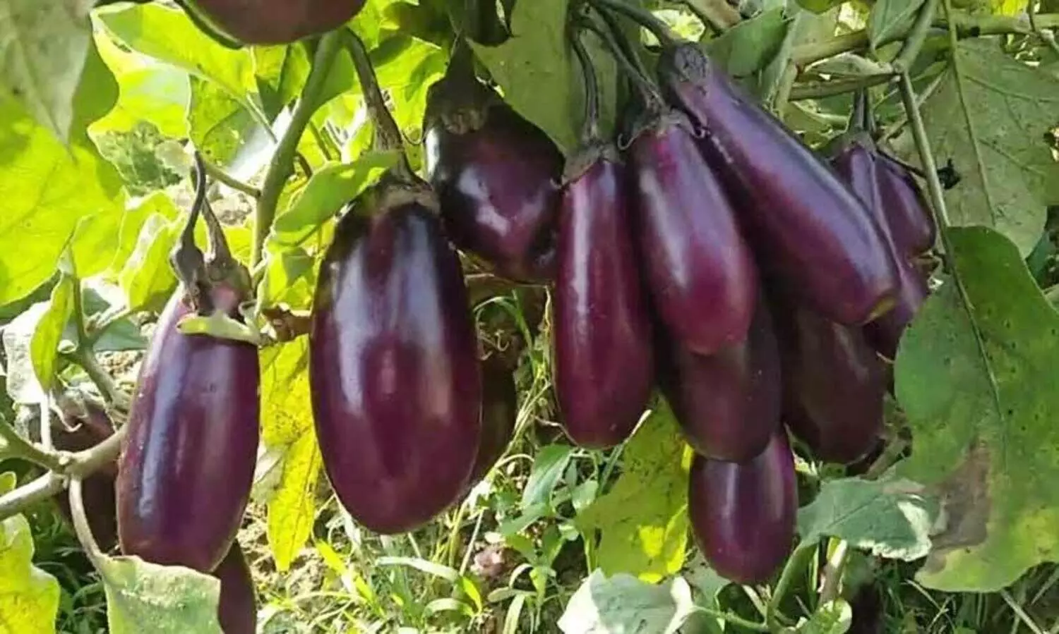 brinjal