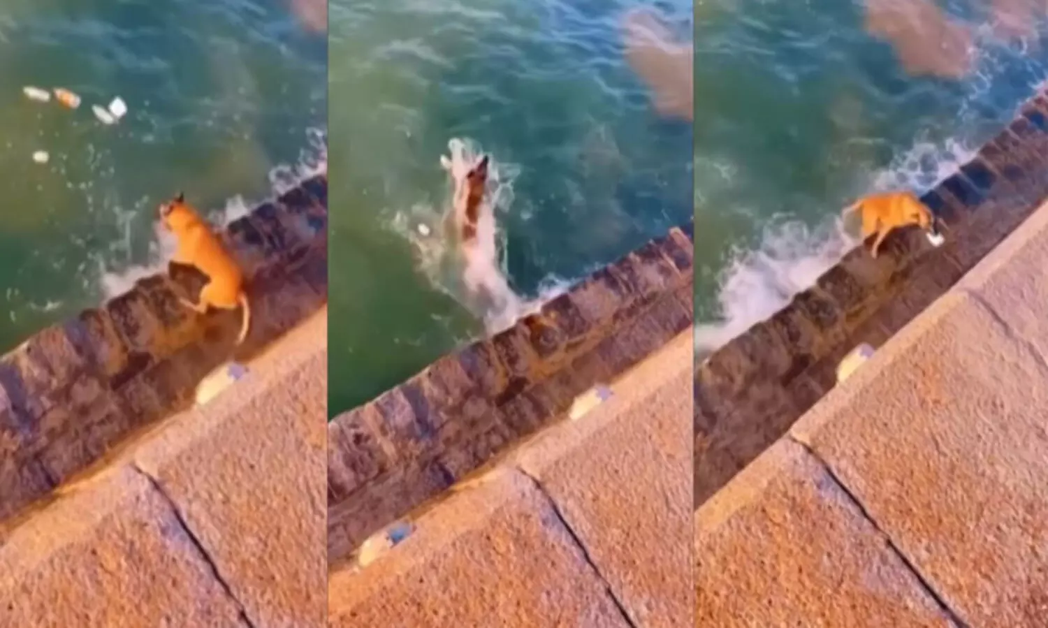 മനുഷ്യനെ പ്രകൃതി സ്നേഹത്തിന്റെ മാതൃക പഠിപ്പിച്ച്  നായ; കൈയടിച്ച് സോഷ്യൽ മീഡിയ - VIDEO