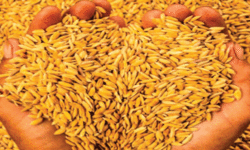 നെല്ല് വികസന പദ്ധതിക്കായി 150 കോടി