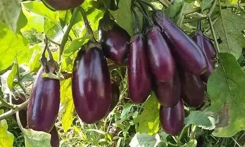 brinjal brinjal