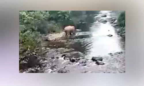 ആനത്താവളമായി ചീങ്കണ്ണിപ്പുഴയോരം