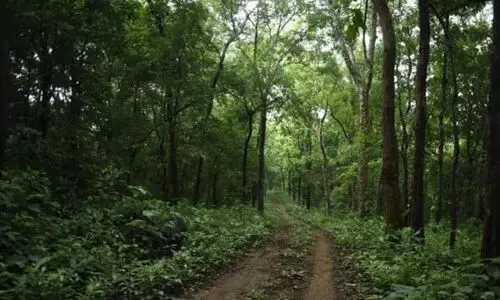Indias forest
