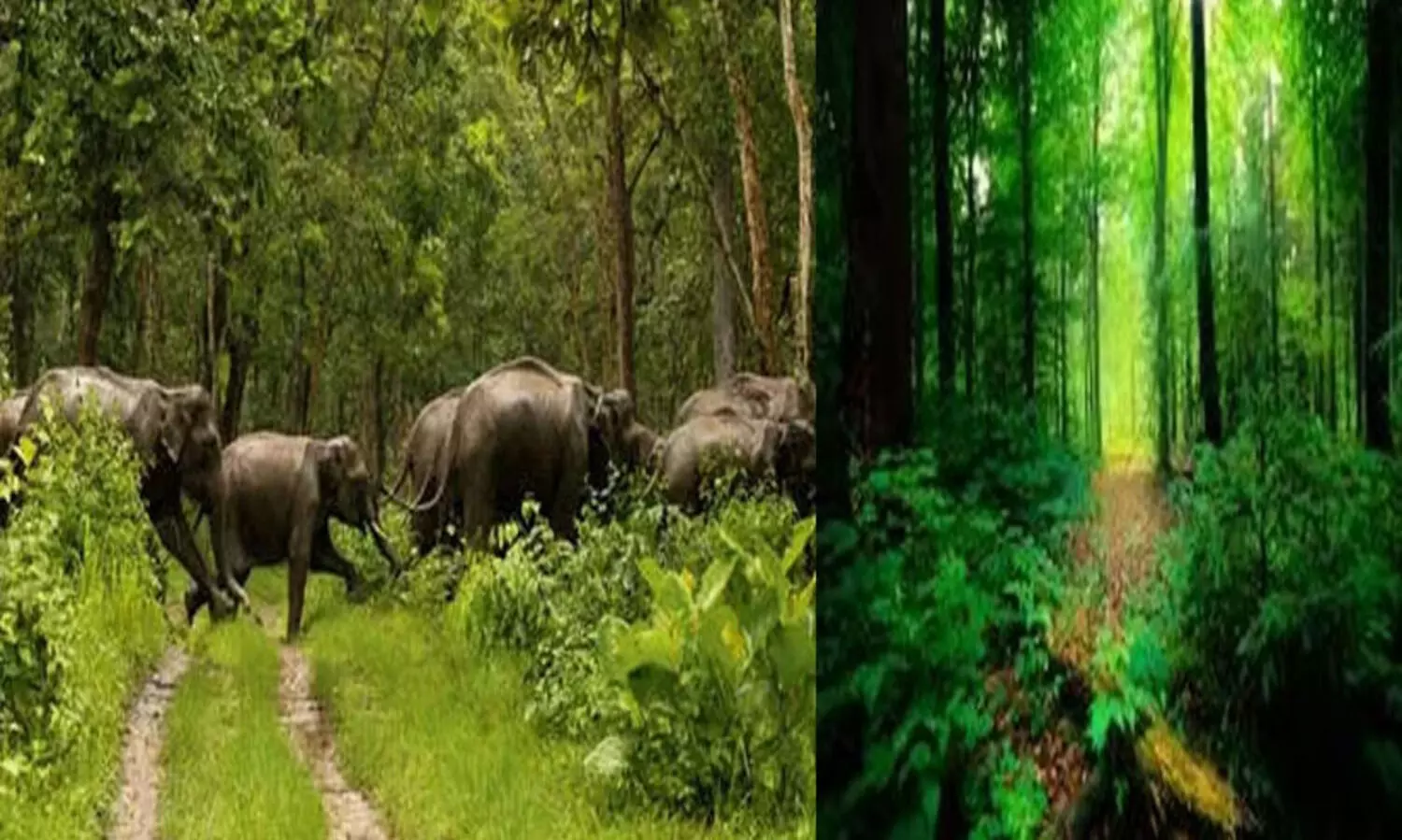 കര്‍ഷക-ആദിവാസി വിരുദ്ധ കേരള വനനിയമ ഭേദഗതി പിന്‍വലിക്കണം-എസ്.ഡി.പി.ഐ