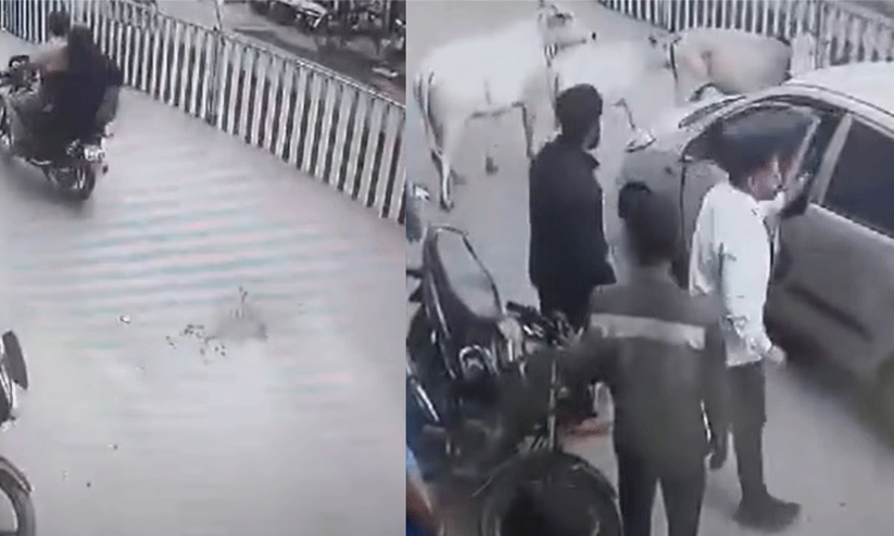 പശുക്കിടാവിനെ ഇടിച്ചിട്ട് കാർ;   വാഹനം തടഞ്ഞുനിർത്തി രക്ഷയൊരുക്കി പ്രദേശവാസികൾ