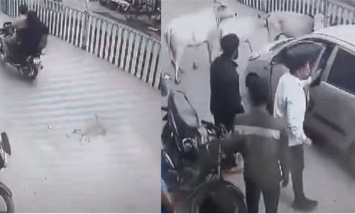 പശുക്കിടാവിനെ ഇടിച്ചിട്ട് കാർ;   വാഹനം തടഞ്ഞുനിർത്തി രക്ഷയൊരുക്കി പ്രദേശവാസികൾ