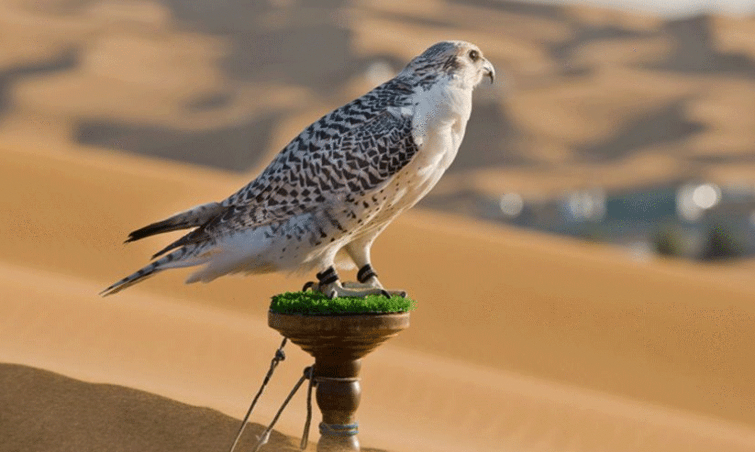 ദു​ബൈ ഫാ​ൽ​ക്ക​ൺ മ​ത്സ​രം: അ​ൽ ഗ​ന്നാ​സ് ര​ണ്ടാ​മ​ത്