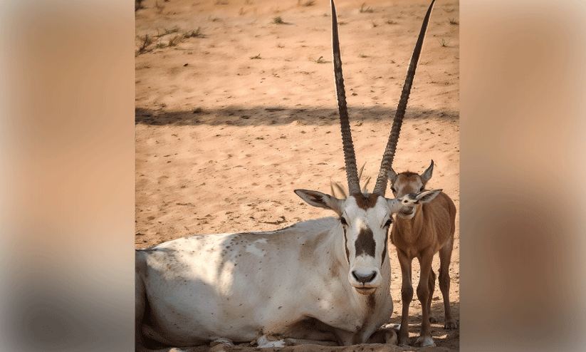 15ാമതൊരു അറേബ്യൻ മാൻ കൂടി ജനിച്ചു 15ാമതൊരു അറേബ്യൻ മാൻ കൂടി ജനിച്ചു