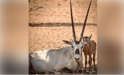 15ാമ​തൊ​രു അ​റേ​ബ്യ​ൻ മാ​ൻ കൂ​ടി ജ​നി​ച്ചു