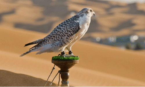 ദു​ബൈ ഫാ​ൽ​ക്ക​ൺ മ​ത്സ​രം: അ​ൽ ഗ​ന്നാ​സ് ര​ണ്ടാ​മ​ത്