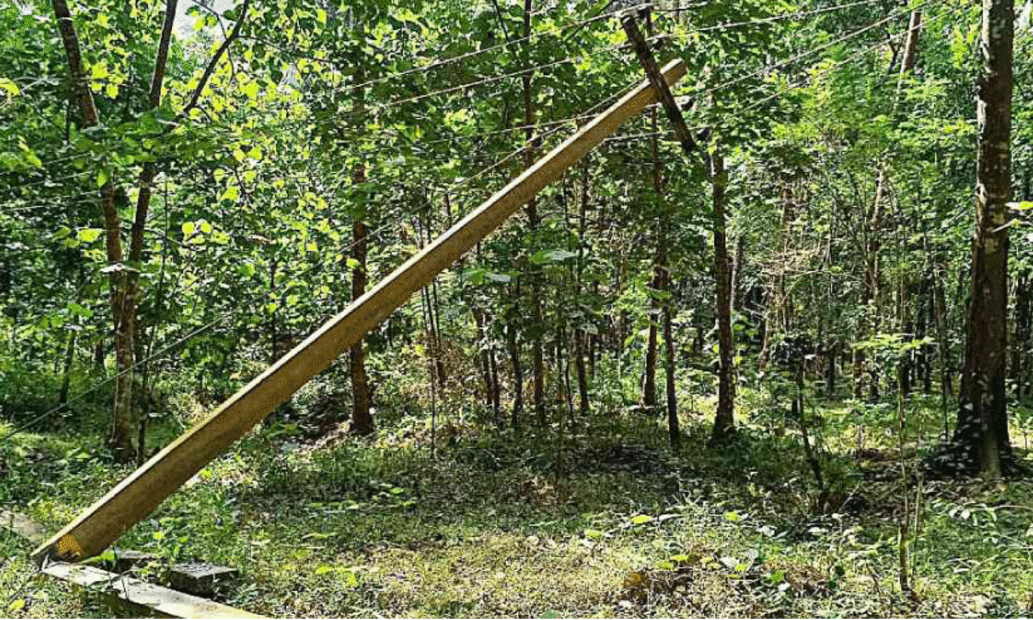 കാ​ട്ടാ​ന വൈ​ദ്യു​തി തൂ​ണു​ക​ൾ ത​ക​ർ​ത്തു; ഒ​ഴി​വാ​യ​ത് വ​ൻ ദു​ര​ന്തം