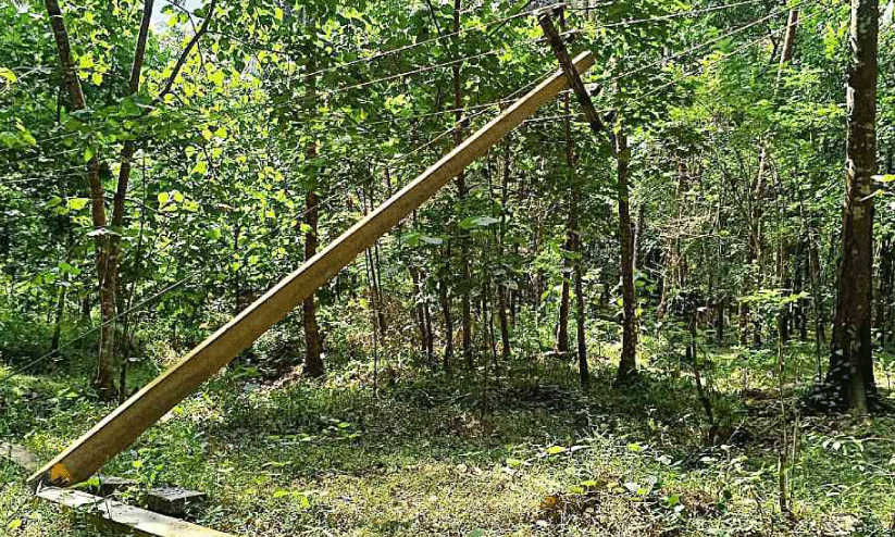 കാ​ട്ടാ​ന വൈ​ദ്യു​തി തൂ​ണു​ക​ൾ ത​ക​ർ​ത്തു; ഒ​ഴി​വാ​യ​ത് വ​ൻ ദു​ര​ന്തം