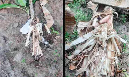 തൃത്തല്ലൂരിൽ കാട്ടുപന്നി ശല്യം: വ്യാപക കൃഷിനാശം