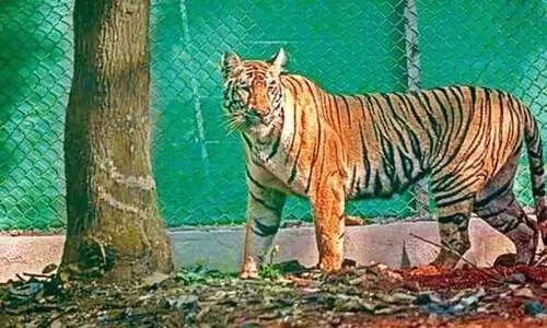 ഇര​യെ ഭക്ഷിച്ച് പിടിതരാതെ മുന്നോട്ട് നീങ്ങി സീനത്ത്; ഒഡിഷയിലെ ടൈഗർ റിസർവ് നിന്ന് രക്ഷപ്പെട്ട പെൺകടുവയെ പിടികൂടാൻ ശ്രമം തുടരുന്നു