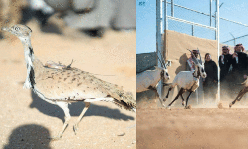 കി​ങ്​ ഖാ​ലി​ദ് റി​സ​ർ​വി​ൽ പക്ഷികളെയും മൃ​ഗ​ങ്ങ​ളെയും പു​ന​ര​ധി​വ​സി​പ്പി​ച്ചു