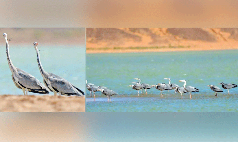 ദേശാടനപക്ഷികളുടെ ഇഷ്ടതാവളമായി കിങ് സൽമാൻ റോയൽ സംരക്ഷിത വനം ദേശാടനപക്ഷികളുടെ ഇഷ്ടതാവളമായി കിങ് സൽമാൻ റോയൽ സംരക്ഷിത വനം