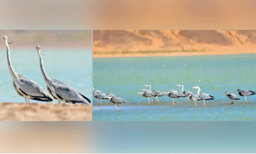 ദേ​ശാ​ട​ന​പ​ക്ഷി​ക​ളു​ടെ ഇ​ഷ്ട​താ​വ​ള​മാ​യി കി​ങ് സ​ൽ​മാ​ൻ റോ​യ​ൽ സം​ര​ക്ഷി​ത വ​നം