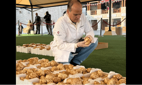 faqaa mushroom fair