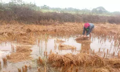 ശീതകാല മഴയിൽ വിളകൾ നശിച്ച 6 കർഷകർ മരിച്ചു; യോഗം വിളിച്ച് ഒഡിഷ മുഖ്യമന്ത്രി