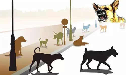 പുളിമാത്ത് പേപ്പട്ടിയുടെ ആക്രമണം; കുട്ടിക്കും നിരവധി പേർക്കും പരിക്ക് പുളിമാത്ത് പേപ്പട്ടിയുടെ ആക്രമണം; കുട്ടിക്കും നിരവധി പേർക്കും പരിക്ക്