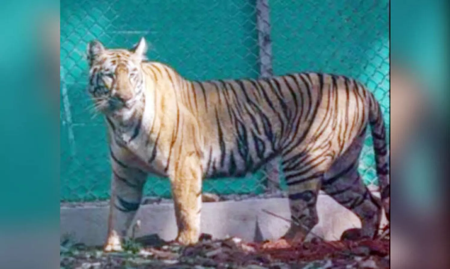 വനംവകുപ്പിനെ വട്ടംകറക്കിയ ‘സീനത്ത്’ പിടിയിൽ; മൂ​ന്ന് സം​സ്ഥാ​ന​ങ്ങ​ളി​ലൂ​ടെ സ​ഞ്ച​രി​ച്ച​ത് 300ല​ധി​കം കി​ലോ​മീ​റ്റ​ർ!