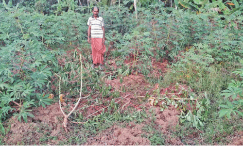 നരയംകുളത്ത് കാട്ടുപന്നി ശല്യം; വ്യാപക കൃഷിനാശം