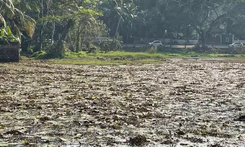 നീരോലിപ്പാടം കൂളിയിലെ വെള്ളക്കെട്ടിന് പരിഹാരം