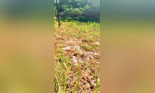 മാ​ഞ്ഞാ​മ്പ്ര​യി​ൽ ക​ർ​ഷ​ക​ക്ക​ണ്ണീ​ർ