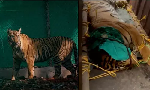 മൂന്ന് സംസ്ഥാനങ്ങളിലെ അലച്ചിലിനൊടുവിലും ‘സീനത്ത്’ ആരോഗ്യവതി