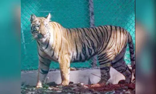 ഈ ​ദാ​രു​ണ​മ​ര​ണം ഒ​ടു​വി​ല​ത്തേ​താ​ക​ട്ടെ