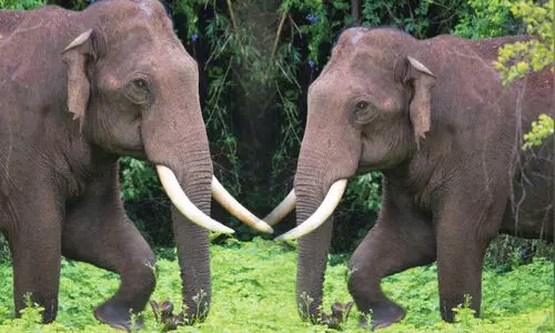 കാട്ടാനക്കലിയിൽ ഉലഞ്ഞ്​ നാട്