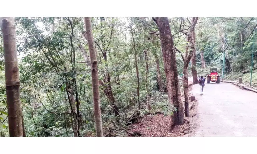 പൂങ്കാവനത്തിലേക്ക് കാടറിഞ്ഞ് യാത്ര പൂങ്കാവനത്തിലേക്ക് കാടറിഞ്ഞ് യാത്ര