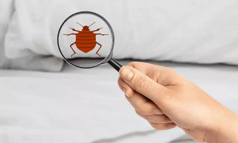 Bed bug bite Bed bug bite