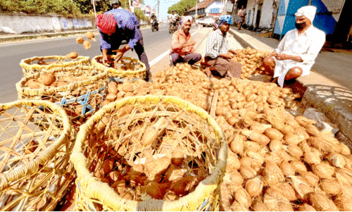 കൊട്ടത്തേങ്ങ വിപണി മെലിഞ്ഞുതുടങ്ങി