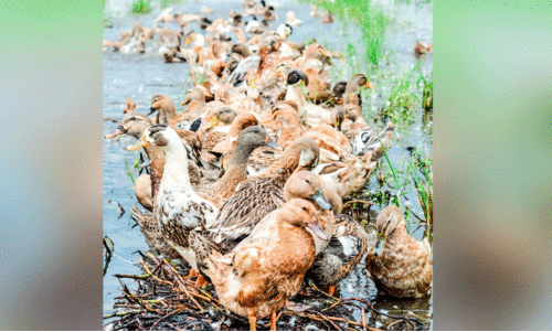 പക്ഷിവളർത്തൽ നിരോധം തീർന്നു; കുട്ടനാടൻ താറാവുകളെ കിട്ടാനില്ല
